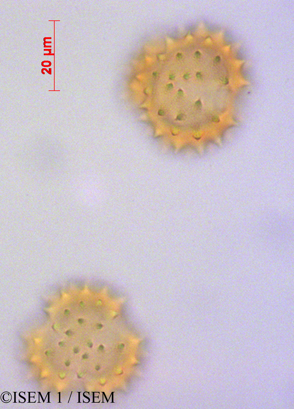 ISEM 1/Pentacalia_andicola_29090/Pentacalia_andicola_29090_0001(copy).jpg